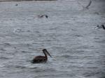 A pelican in the middle of the feeding frenzy